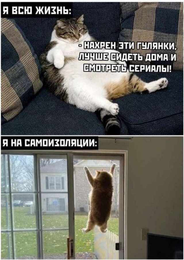 Карантин, еда и удаленка: что волнует пользователей в Сети