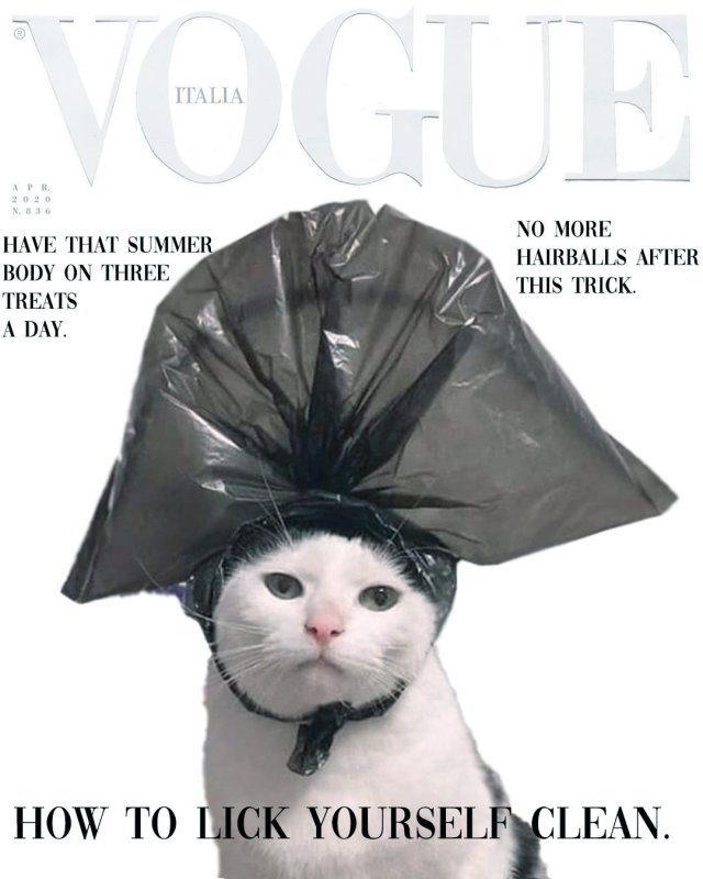 Хозяин сфотографировал своего кота с пакетом на голове и тот сразу стал целью фотошоперов
