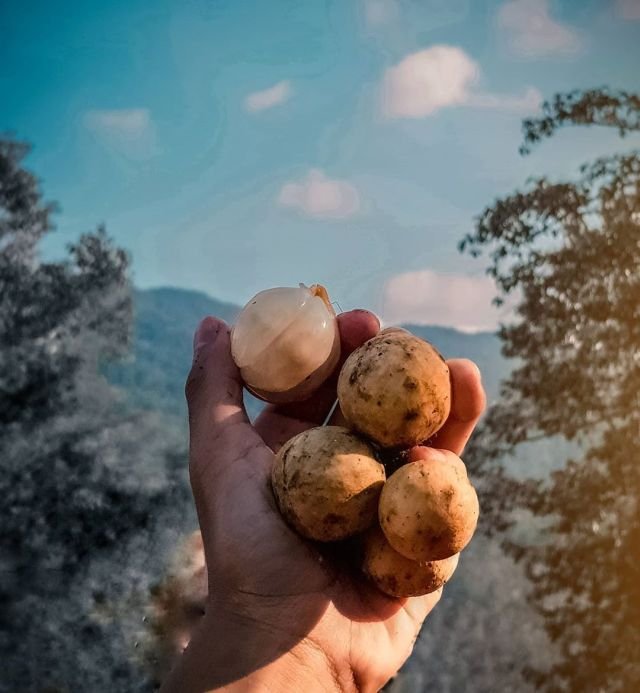 Лангсат