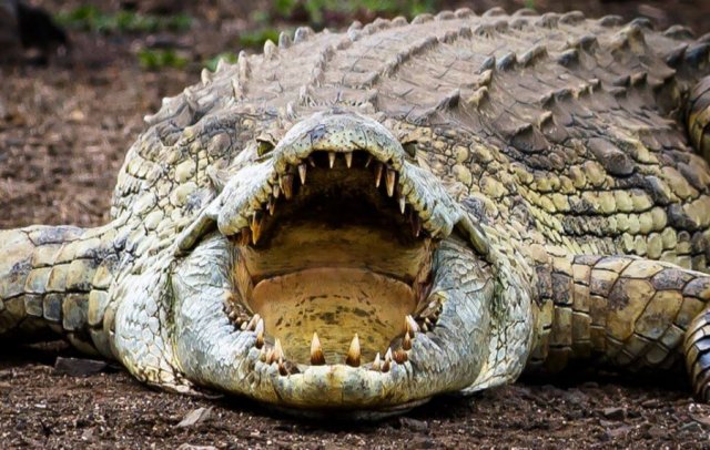Нельзя привязывать крокодила к пожарному гидранту, Луизиана