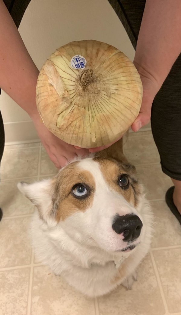 Мужчина решил сравнить луковицу с головой его собаки