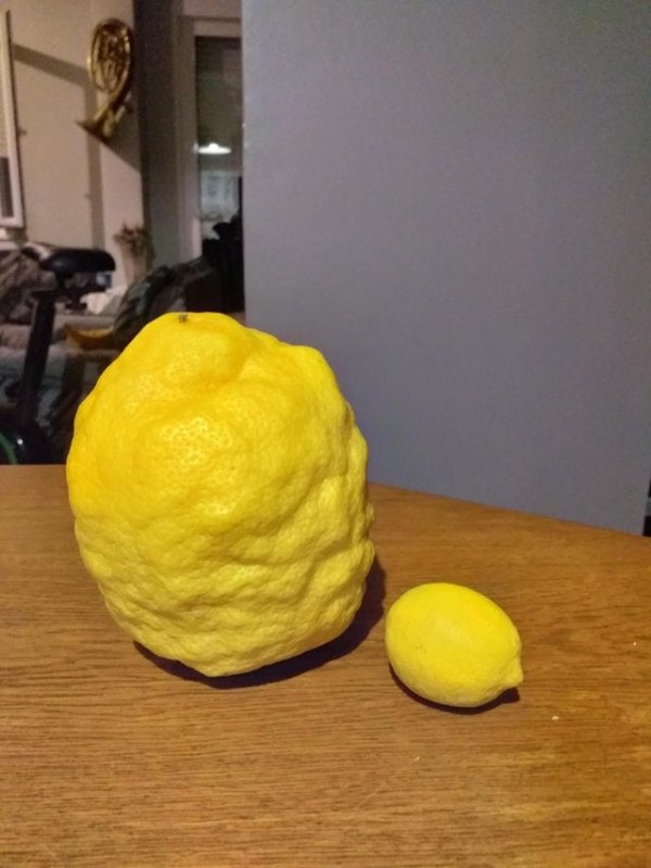 Лимон-булыжник
