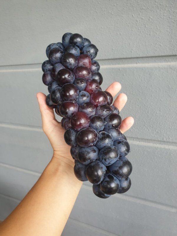 Гроздь винограда, которой можно накормить семью