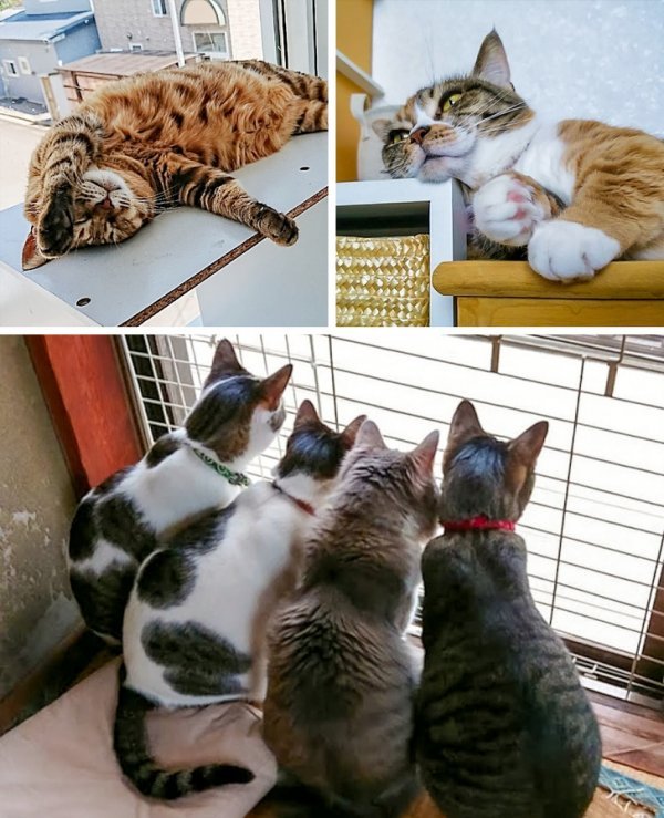 Коты