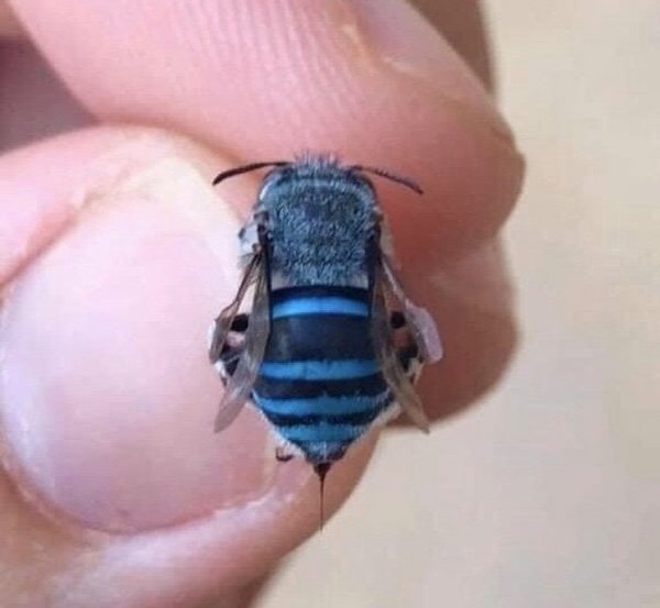 Черно-синяя пчела