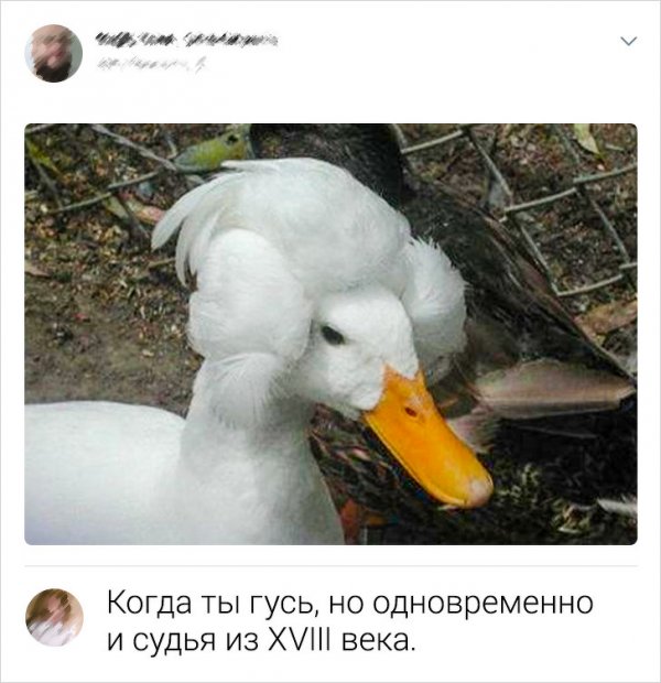 Подборка забавных комментариев с просторов Сети