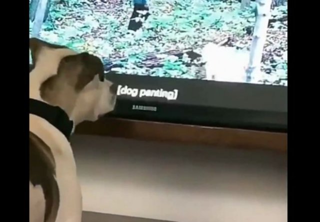 Потерял собаку из телевизора