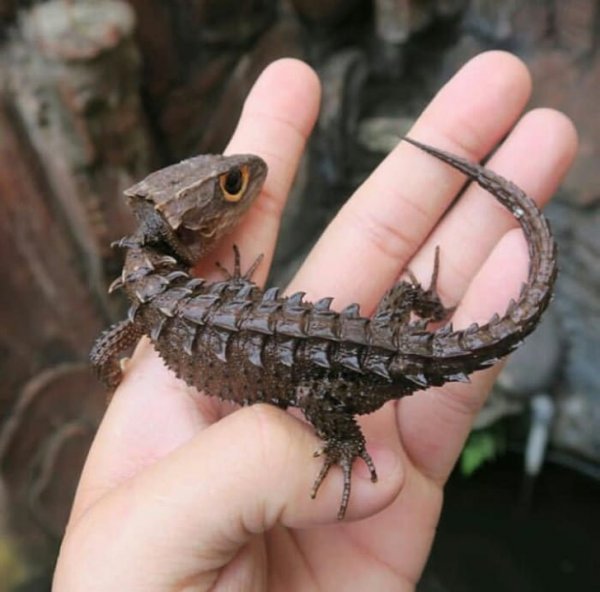 Крокодиловый сцинк выглядит как дракон в миниатюре