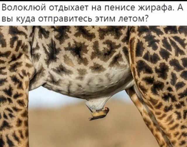 Шутки про Собянина, карантин и коронавирус