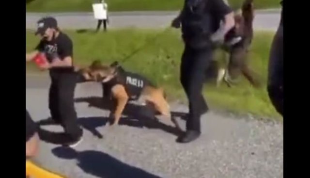 В США служебная собака укусила протестующего карлика