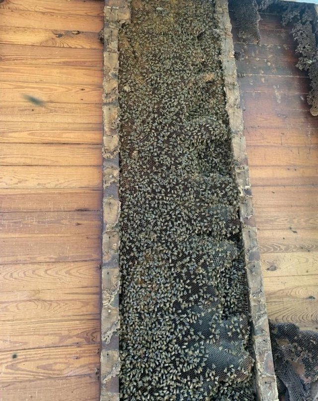 Пчелы построили улей в стене дома