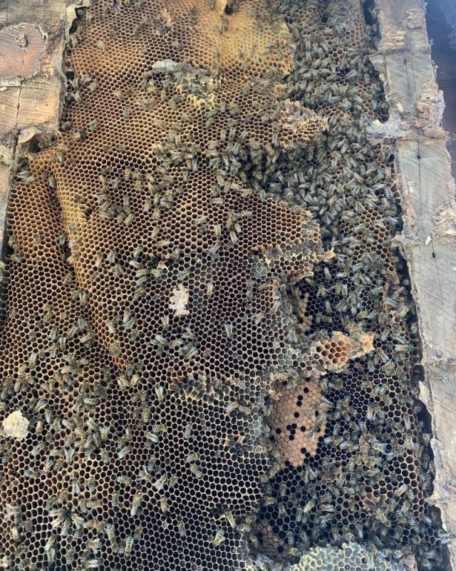 Пчелы построили улей в стене дома