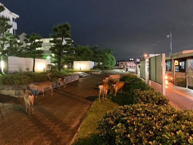 В японском городе Нара люди боятся коронавируса, а вот олени - нет