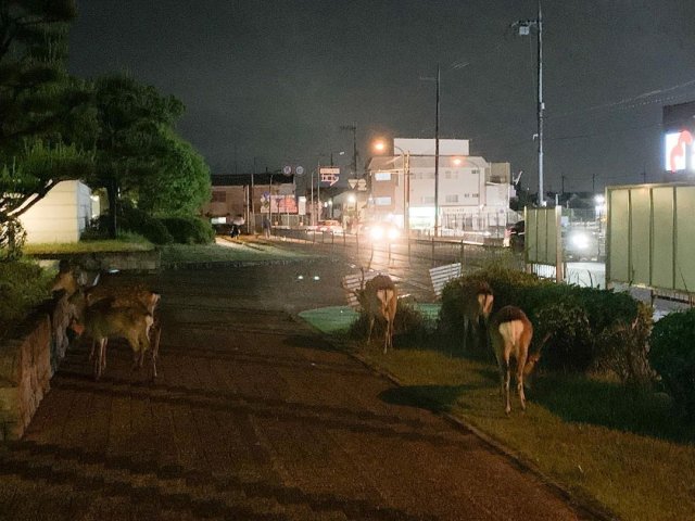 В японском городе Нара люди боятся коронавируса, а вот олени - нет