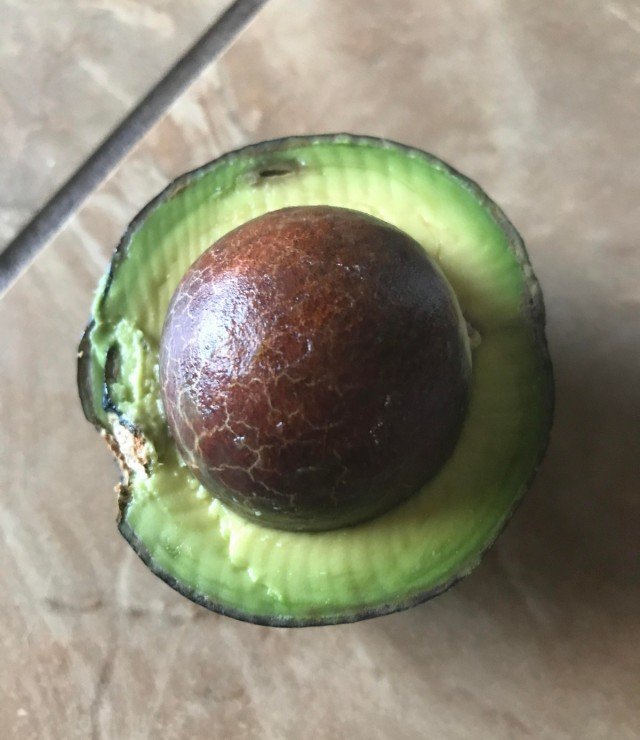 косточка авокадо