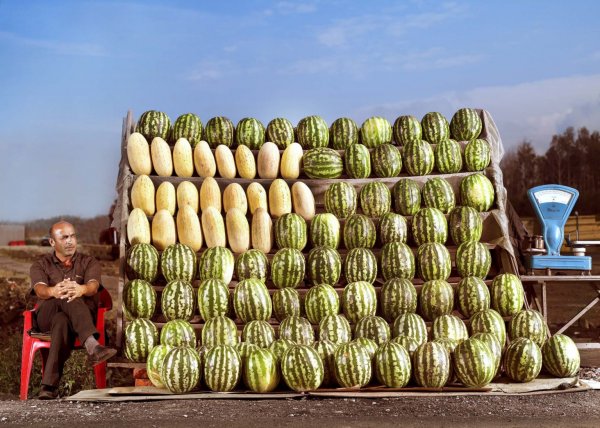 «Дыни/арбузы», 2008 год «Дыни/арбузы», 2008 год