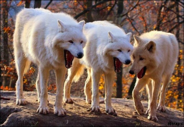 Новый мем про смеющихся волков взрывает социальные сети
