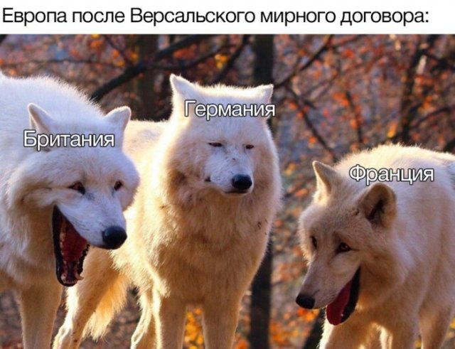 Новый мем про смеющихся волков взрывает социальные сети