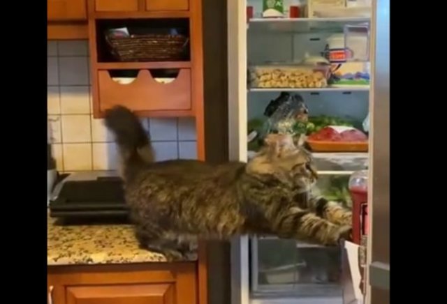 Голодный и очень настырный кот, который изо всех сил ломится в холодильник