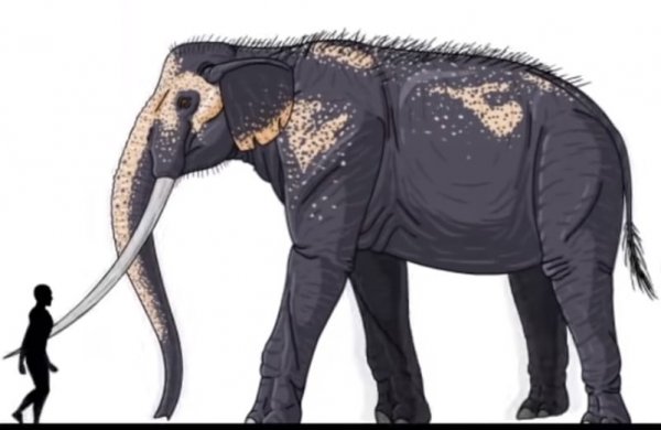 Palaeoloxodon или лесной слон