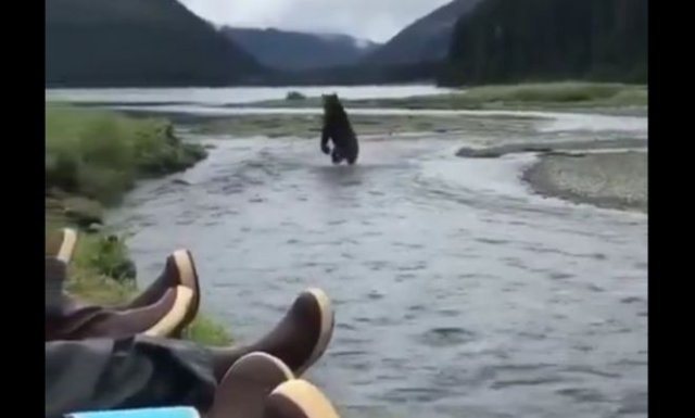 Рыбаки никак не отреагировали на медведя, который пробежал мимо них