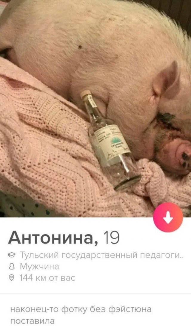 Девушка в качестве аватара опубликовала фото свиньи с бутылкой водки в Tinder