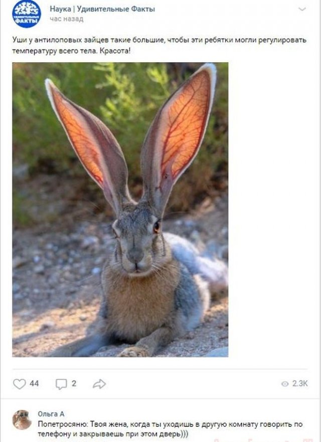 комментарий про зайца с большими ушами