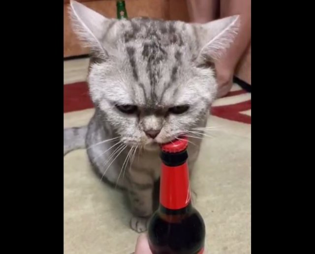 Кот-помощник открывает пиво