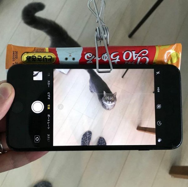 Как заставить котика смотреть в камеру