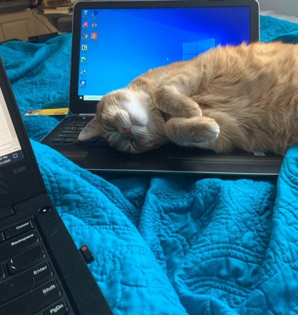 Кот спит на ноутбуке