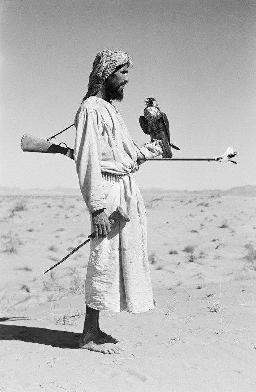Соколиная охота с сапсаном. ОАЭ, 1949