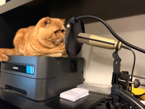 Кот у микрофона