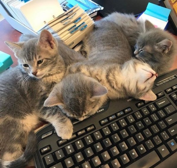 Коты у клавиатуры
