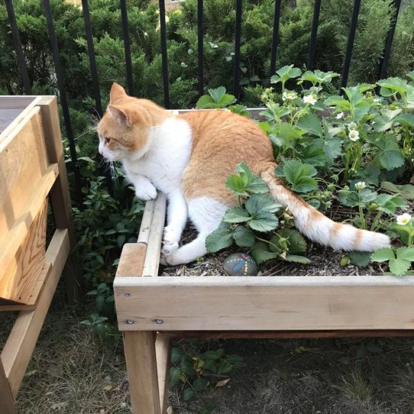 Кот-садовник устроил перерыв &quot;на полежать&quot;