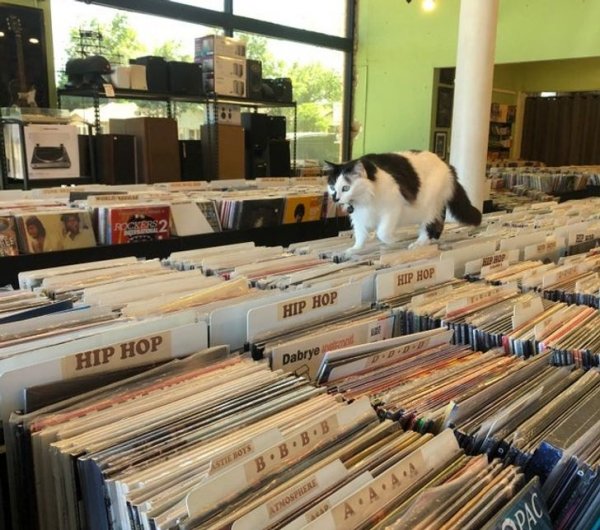 Кот в музыкальном магазине