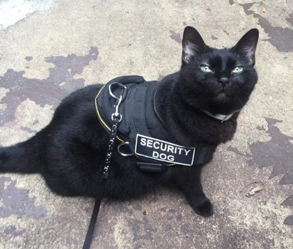 Полицейский кот