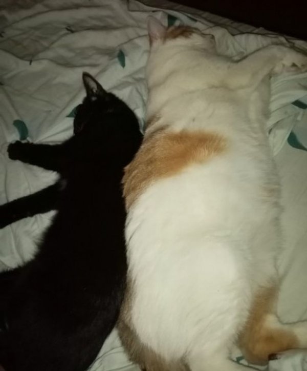 Кот, который не задумывается о диете Кот, который не задумывается о диете
