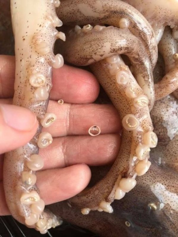 В присосках кальмара есть зубы