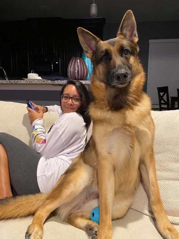 Подождите, или девушка очень маленькая или пес такой огромный?