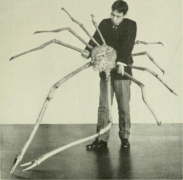 Японский краб–паук, ок. 1904