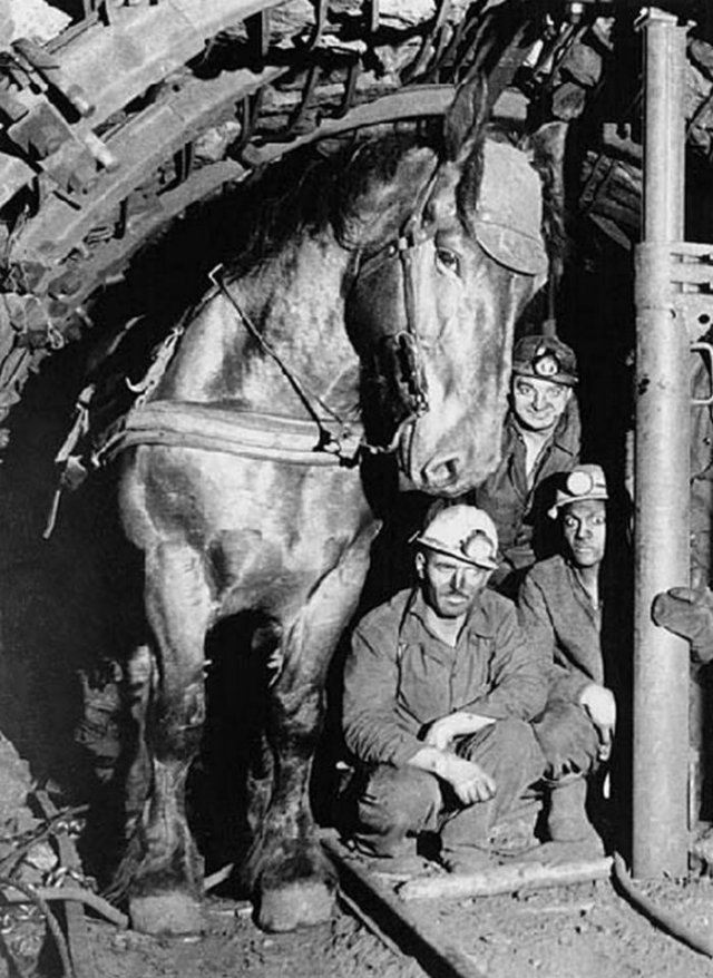 Французские коногоны и их рабочая лошадь, Франция, 1966