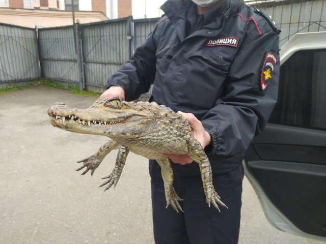 Крокодил в руках полицейских Волгоградской области
