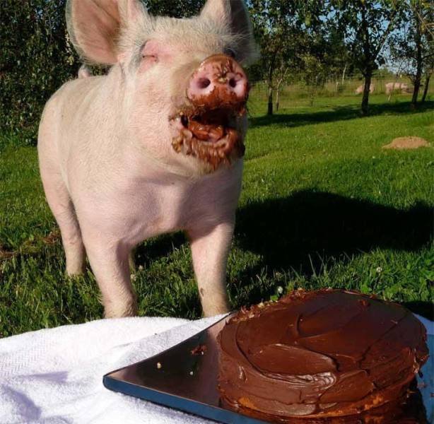 Свинка ест торт