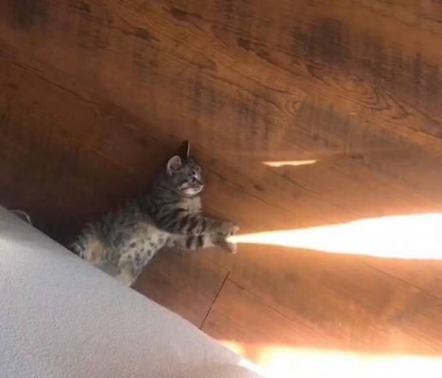 Кот пускает солнечные лучики