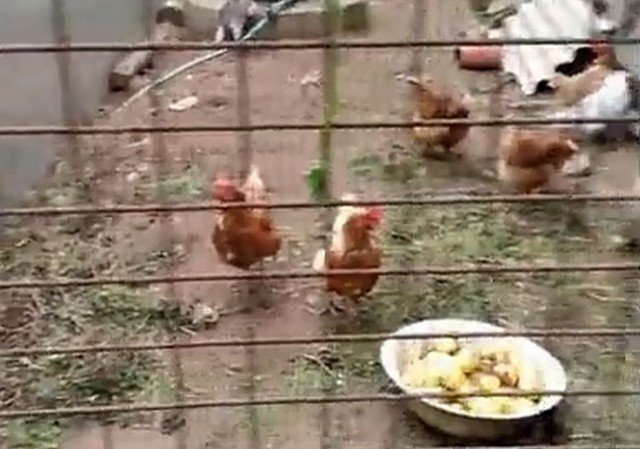 Курицы на участке