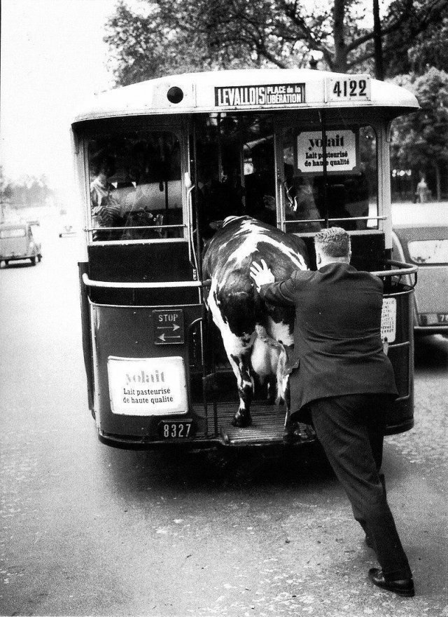 Корова в Париже, 1950 год.