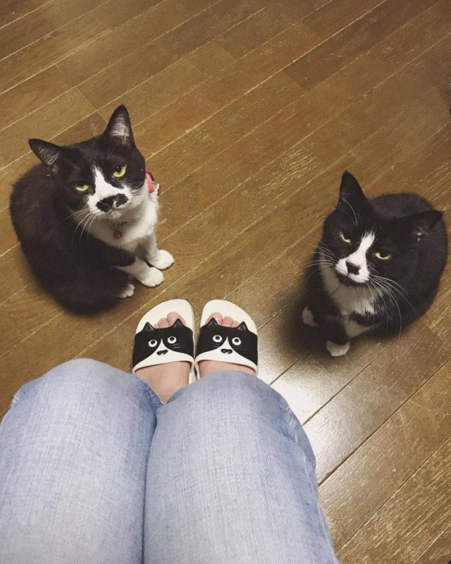 Тапки с котами