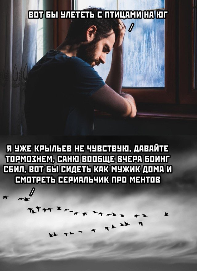 Мысли о птицах