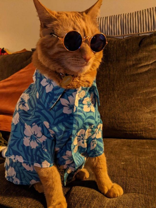 Кот в очках