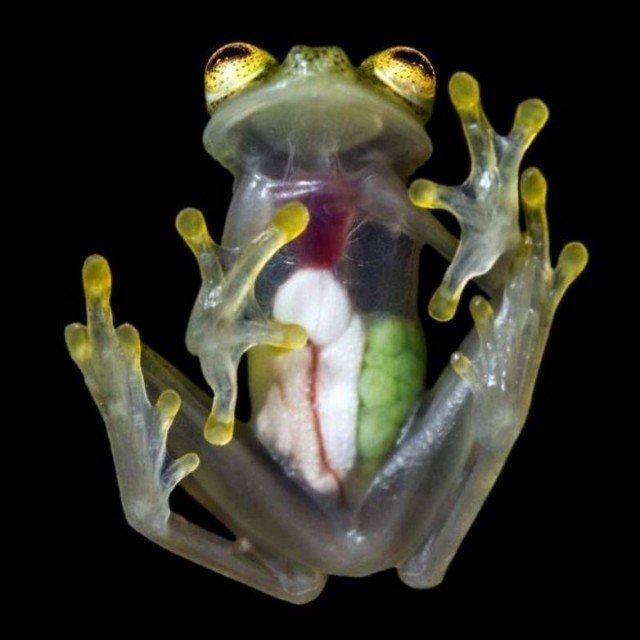 Лягушка с прозрачным телом из Колумбии